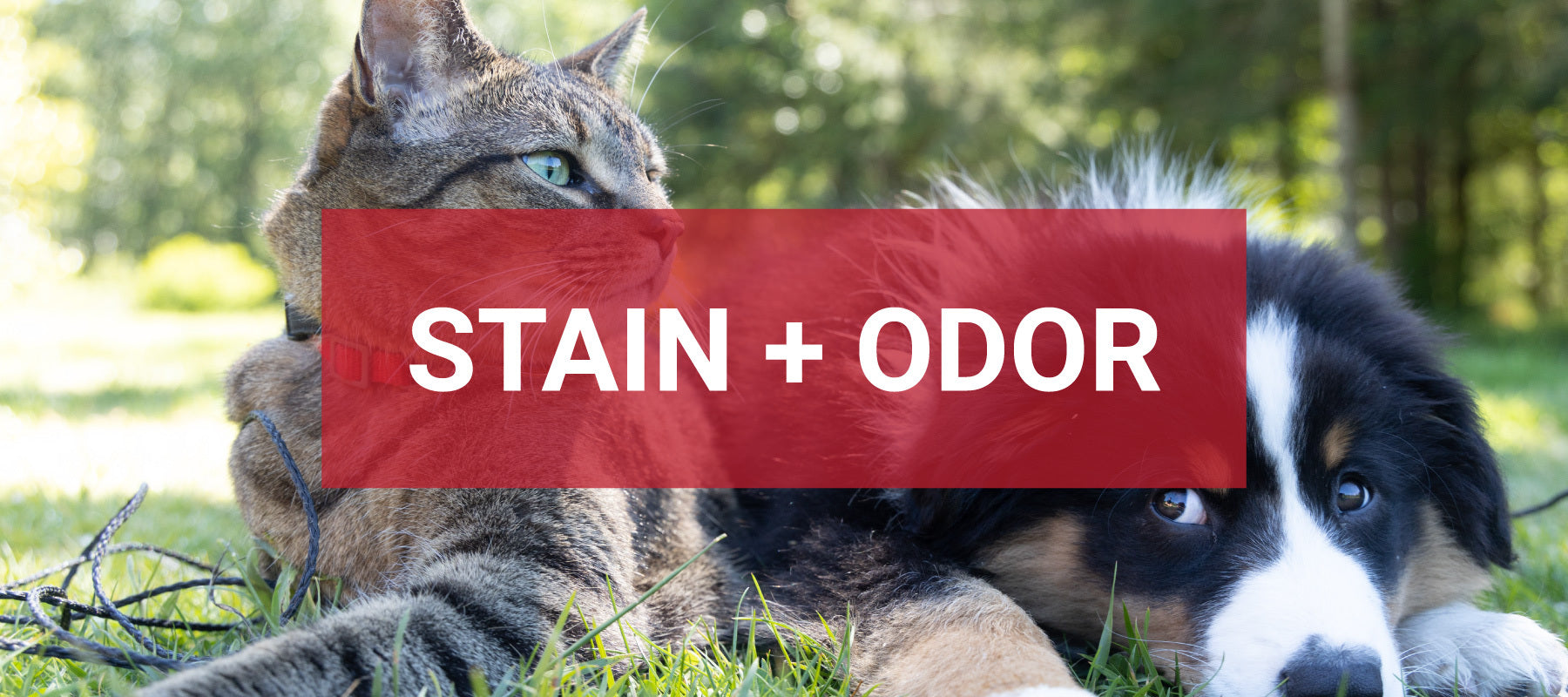 Stain and odor eliminators, spot treatment, and surface cleaners. Unique Pet Care