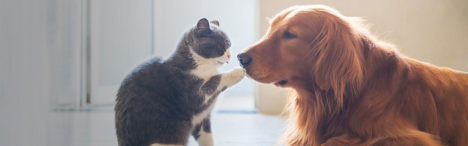 Stain Removers and Odor Eliminators. Unique Pet Care.